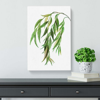 Weeping Willow Tree Branch by Pierre-Joseph Redoute - Wrapped Canvas Painting