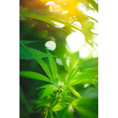 Hemp Leaves by Druvo