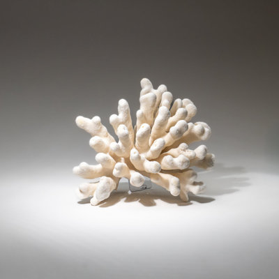 Genuine White Cat's Paw Coral (5 Lbs)