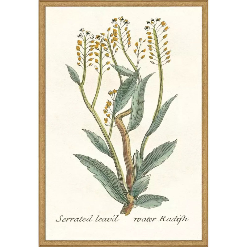 Botanical Plants III Set by Giclee Studio