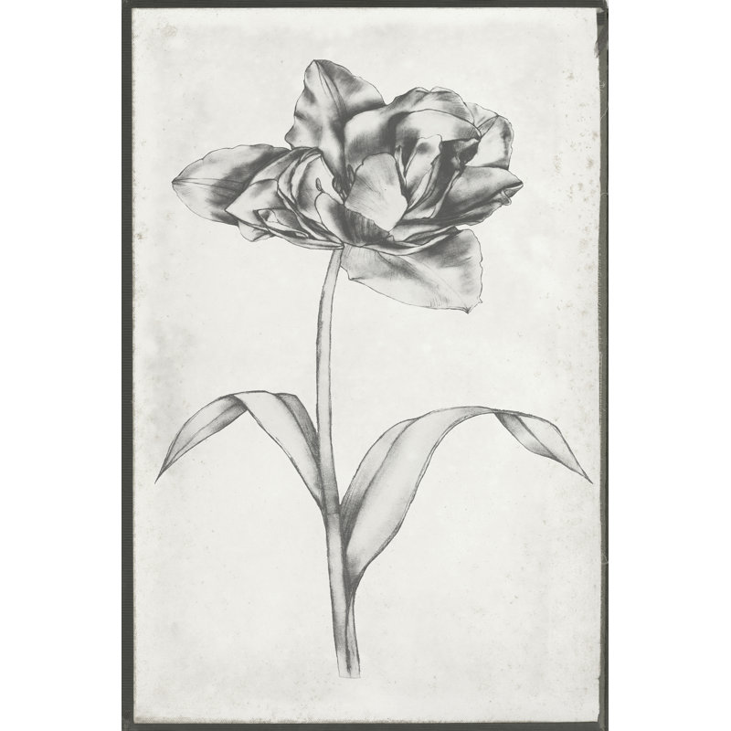 Single Stem I by Jennifer Goldberger - Wrapped Canvas Print, 122cm H x 81cm W