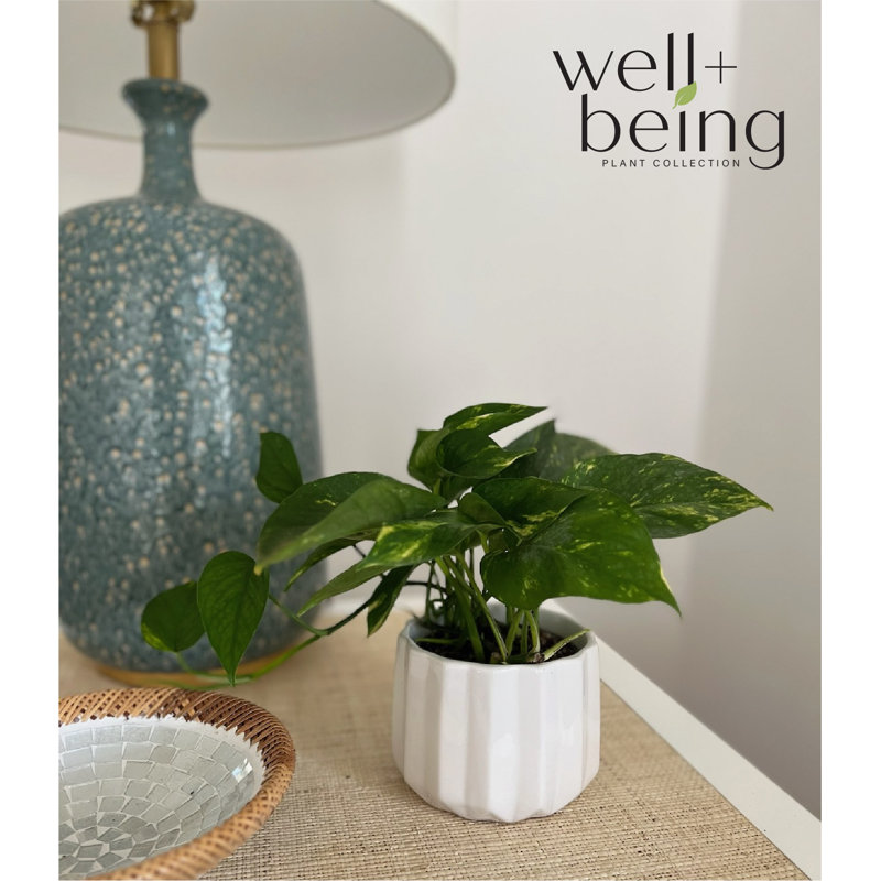 Natures Way Farms Pothos Golden Plant - Thumbnail 2