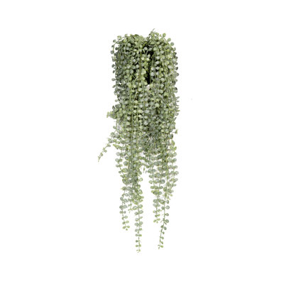 Senecio L, Green