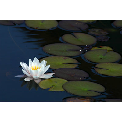 Lotus by Nullplus - Wrapped Canvas Print