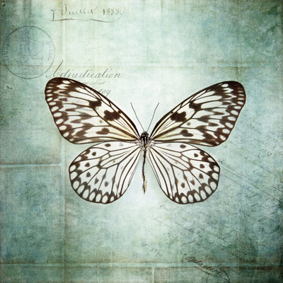 French Butterfly V by Debra Van Swearingen - Wrapped Canvas Print