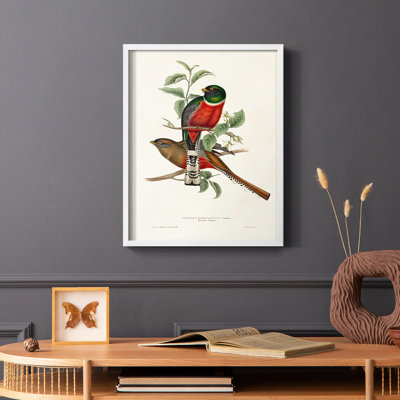 «Elegant Trogons I», reproduction encadrée - bois massif