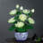 Ranunculus Arrangement in Pot-2131488277