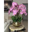 Orchidée Roberi dans un pot à fleurs-96223304