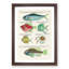 East Indies Fish & Crab Illustrations XXVI by Louis Renard - Picture Frame Painting Print-55547235-55547233