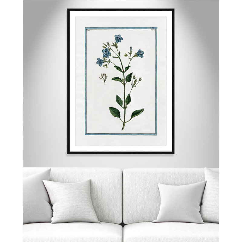 Colombe Shabby Elegance Botanical II - Framed Art, Black Framed, 29.5" W x 41.5" H