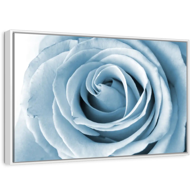 Pearly White Rose, Floating Frame White, 19" X 13"