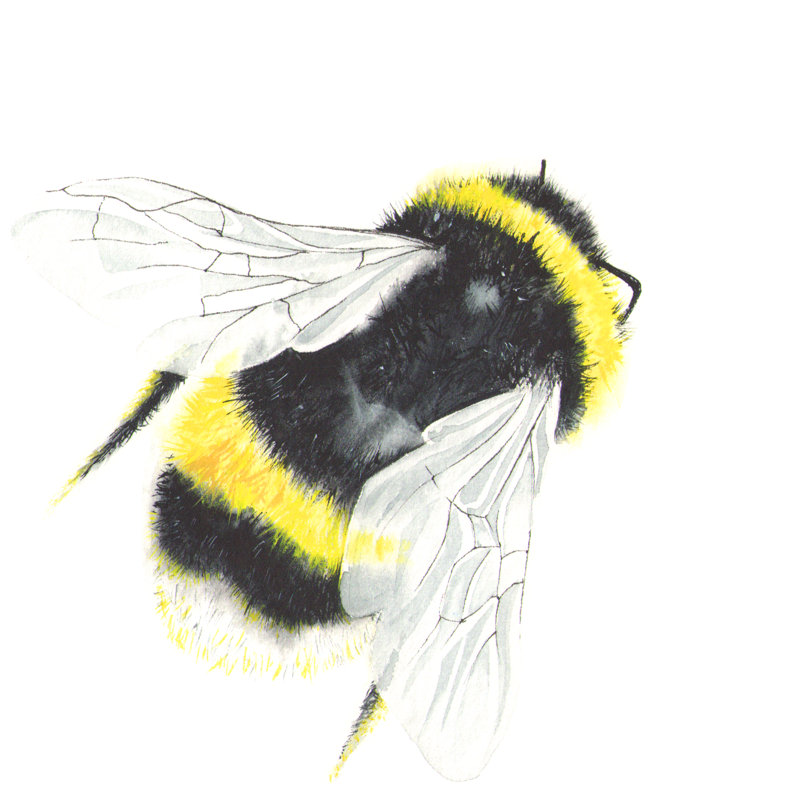 " Watercolor Bee Isolated " by Olga Bonitas Painting Print, 12" H x 12" W x 1.25" D