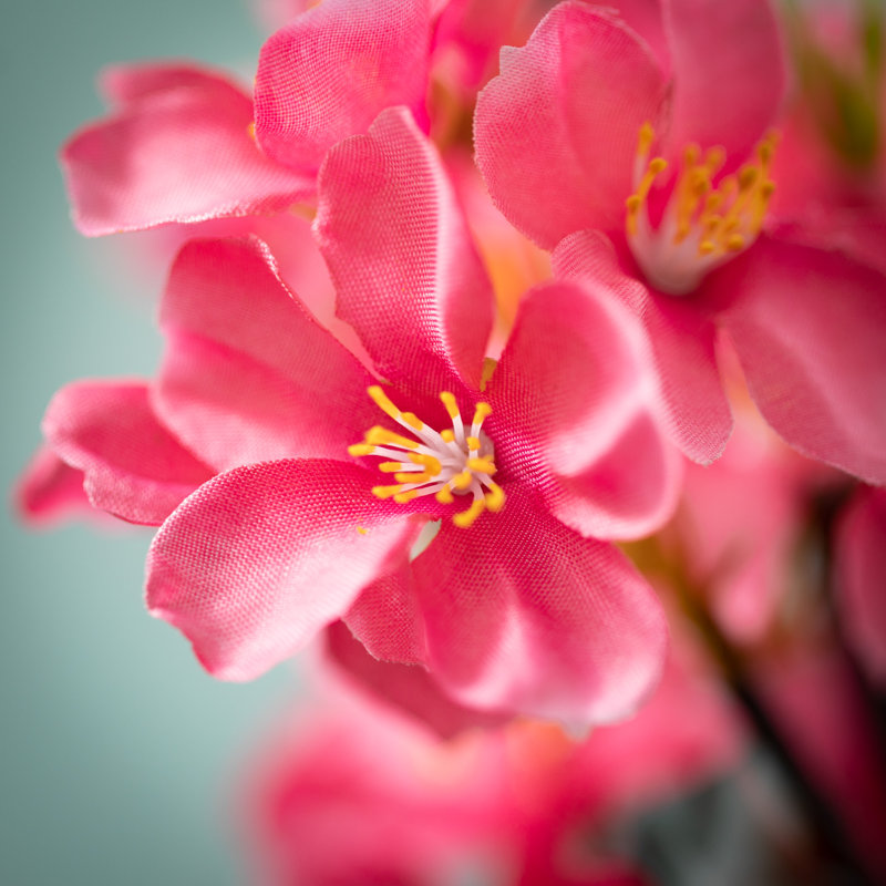 Jets mixtes, Rose foncé