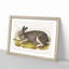Polar Hare by J.W. Audubon - Picture Frame Painting Print-55602125-55602124