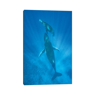 Humpback Whale Motherand Calf, Tonga by Jeff Foott - Wrapped Canvas Print