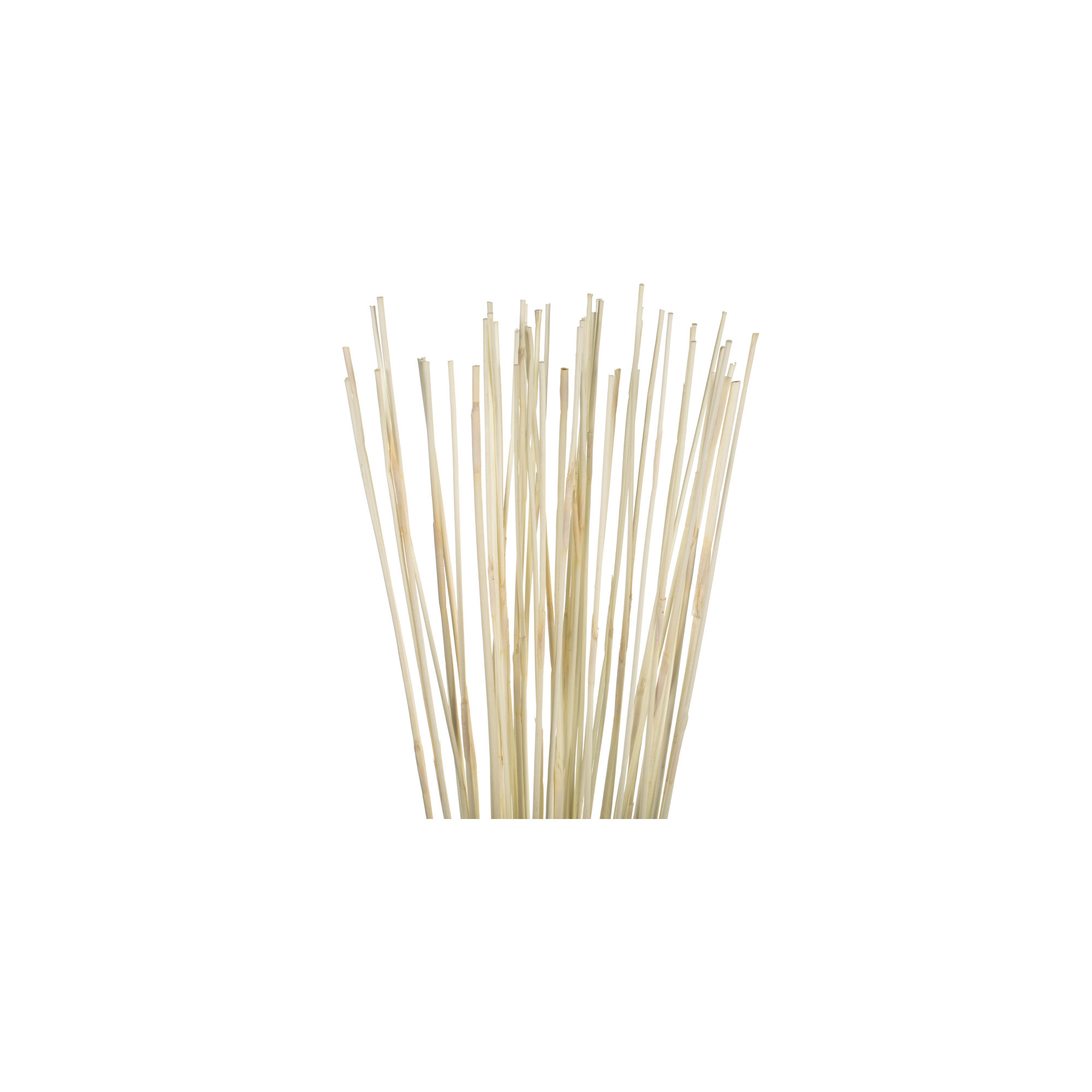 40" Elephant Reed, Dried, Bleached