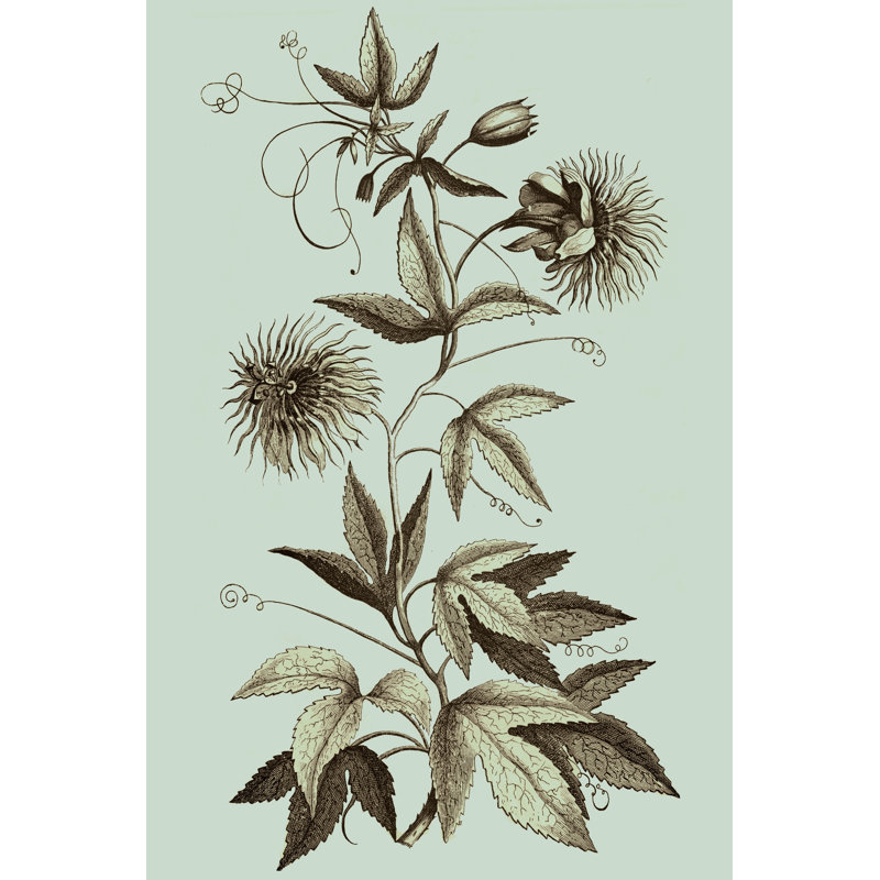 Imperial Munting III by Abraham Munting - Wrapped Canvas Print, 46cm H x 30cm W