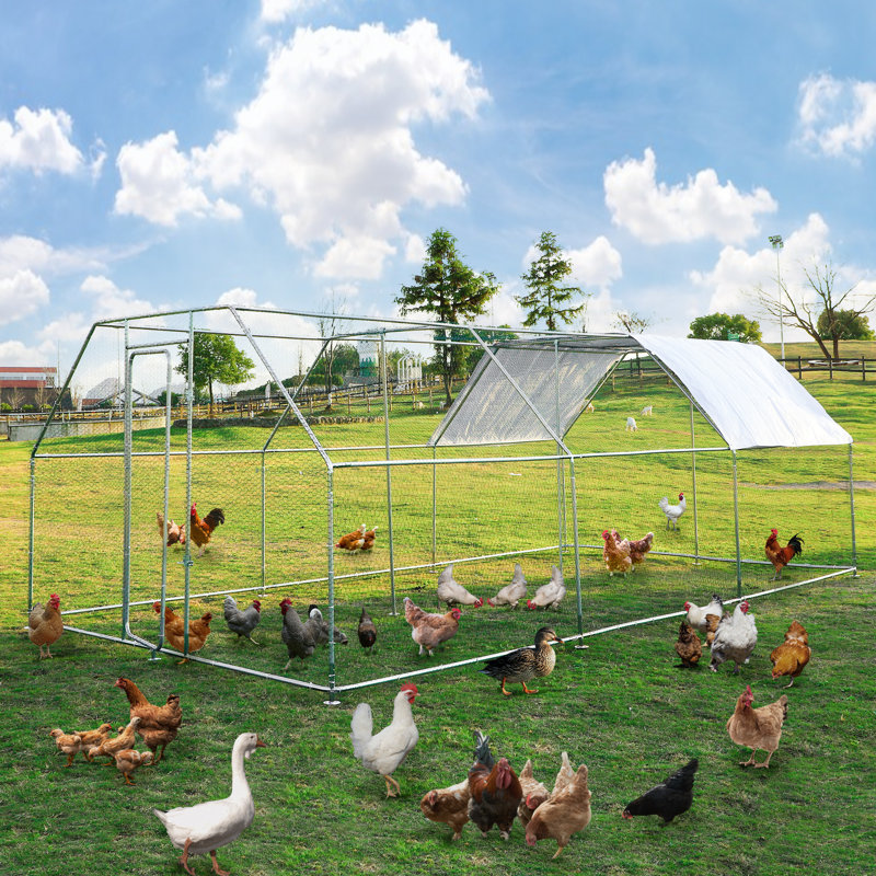 Adriell Walk In Chicken Run, H 79 po x l 118 po x P 236 po