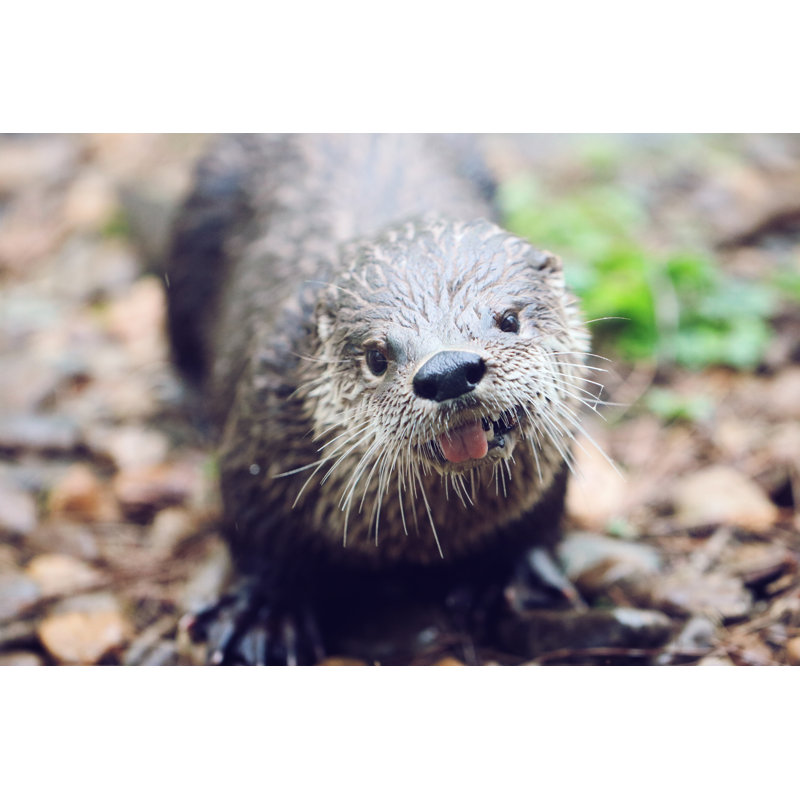 River Otter - Photographie sur toile tendue, L 18 po x H 12 po