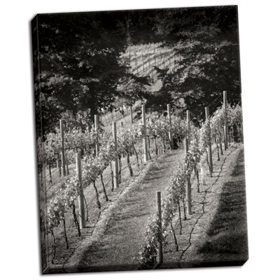 " Vineyard I " by Scott Larson