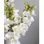 Cream Cymbidium Orchid 33"-1398070699