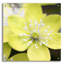 «Yellow Blossom» par PhotoINC Studio-1731160911