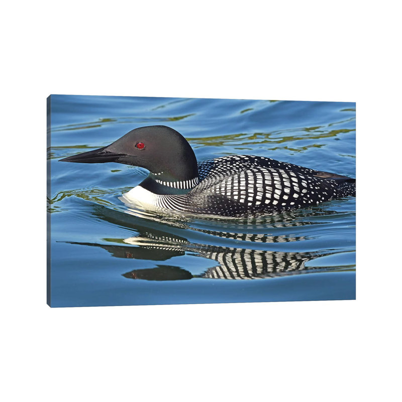 Loon Reflections by Brian Wolf - Wrapped Canvas Print, 20.32 cm H x 30.48 cm W