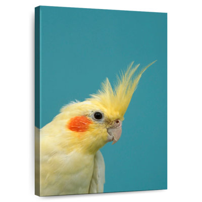 Orange Cheeked Cockatiel