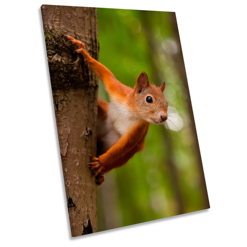 Red Squirrel Tree Picture - Wrapped Canvas Print, 61cm H x 40.6cm W