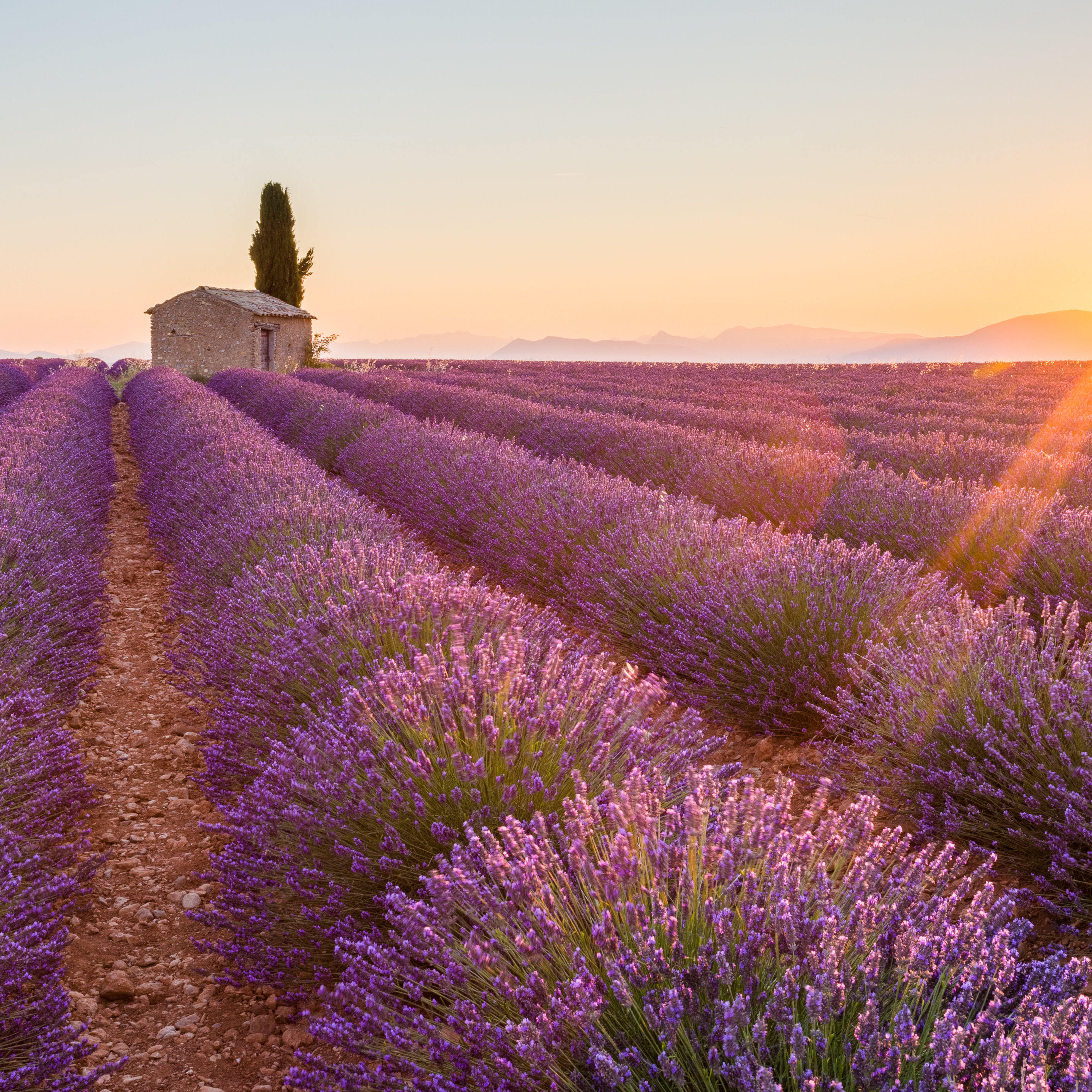 Ophelia & Co. Purple Lavender Field - Wrapped Canvas Photograph | Wayfair