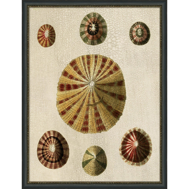 Wendover Art Group Variegated Shells 4 by Wendover Art Group | Perigold