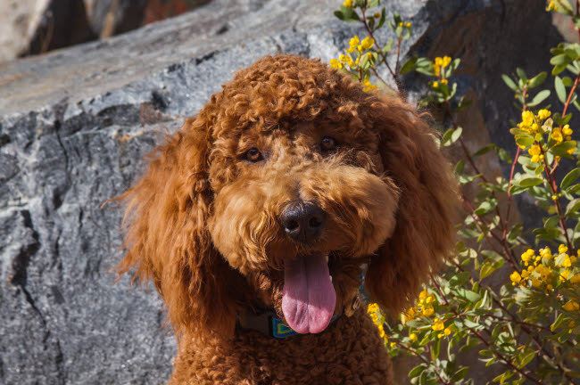 «Labradoodle In A Desert Garden» par Zandria Muench Beraldo (24 x 18) NA02ZMU1334