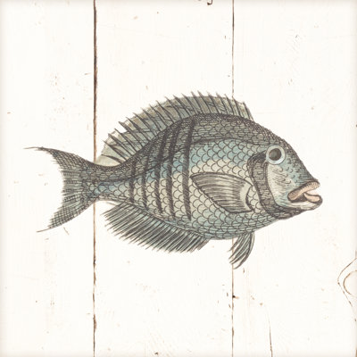 Croquis de poisson I Shiplap