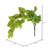 Pothos Arrangement