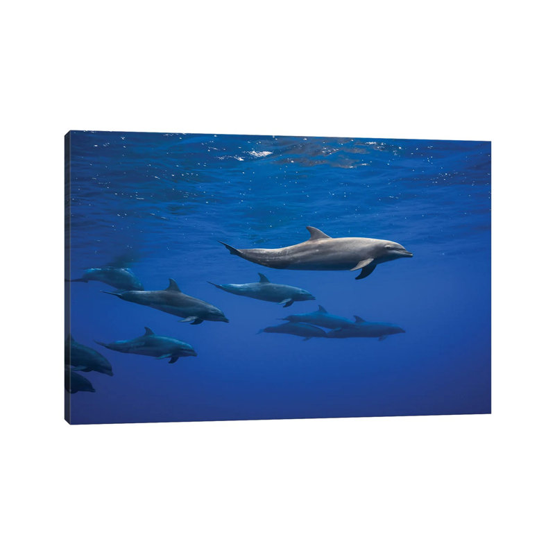 Dolphins by Barathieu Gabriel - Wrapped Canvas Photograph, 20.32 cm H x 30.48 cm W
