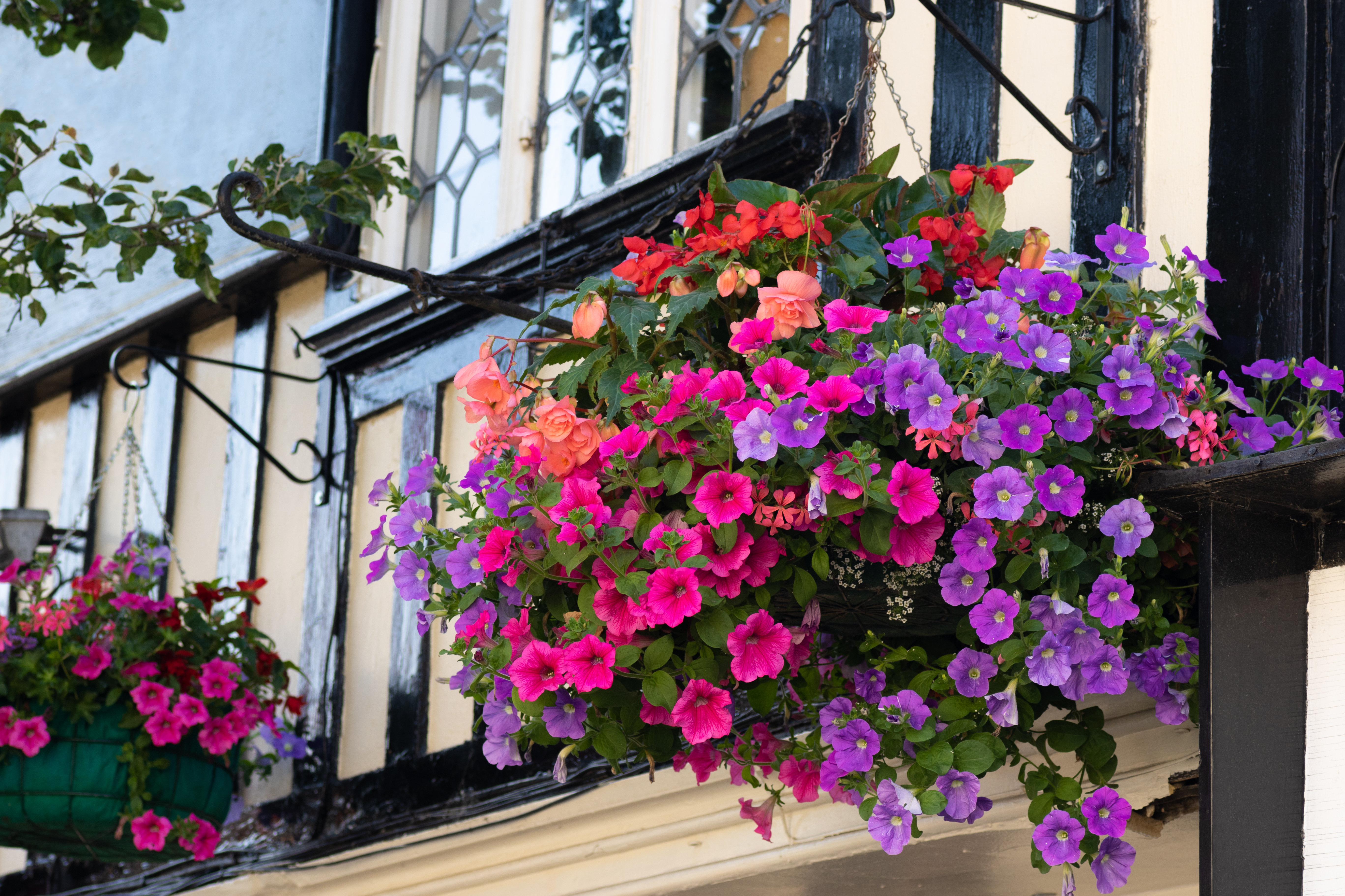17 Stories Pinkish Geranium by Hopsalka - Wrapped Canvas Photograph ...