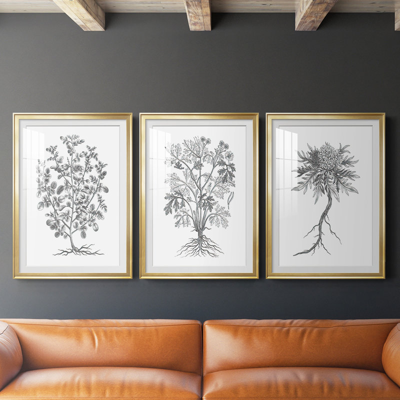 Reproduction encadrée de qualité supérieure de B&W Plant Spechantillon I - prête à être accrochée, Or