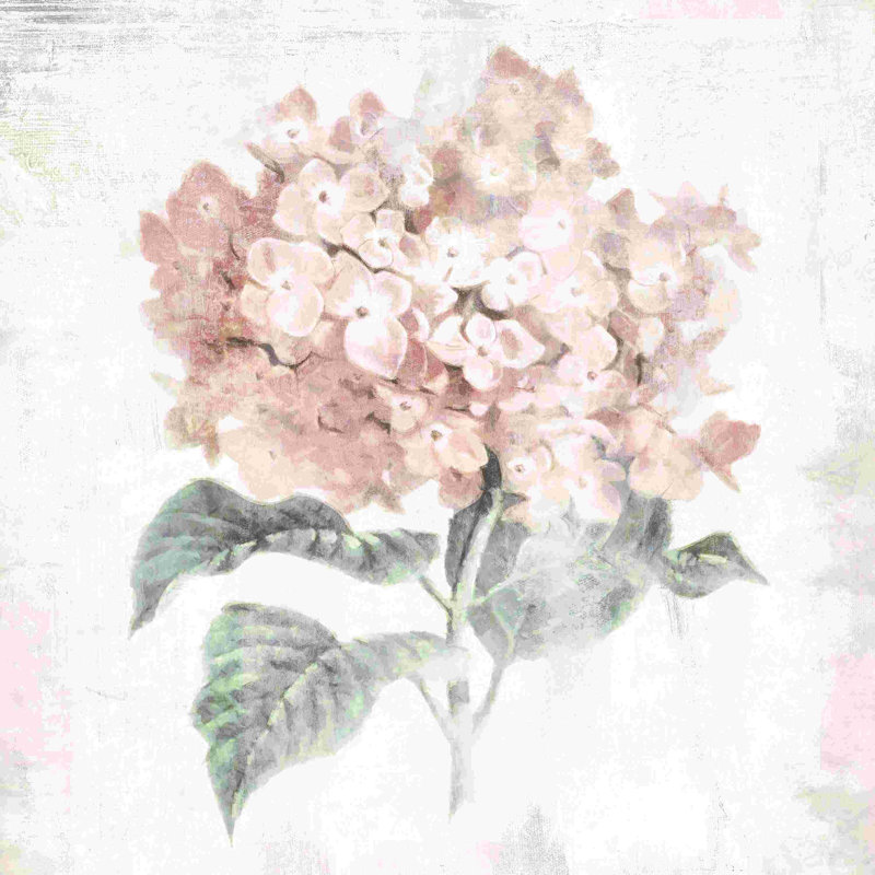 " Blush Hydrangea " Painting Print, 12" H x 12" W  