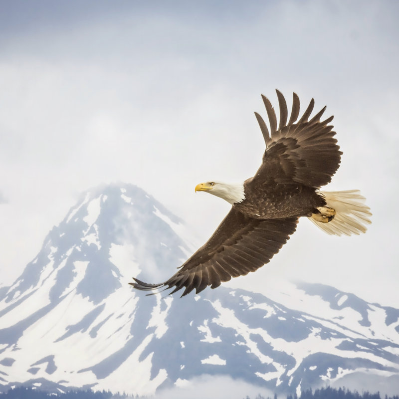 Majestic Eagle II, H 12 po x l 12 po