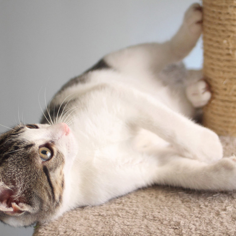 PETMAKER Cat 4-Tier Kitty Condo and Scratching Post