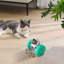 Jouet pour animaux