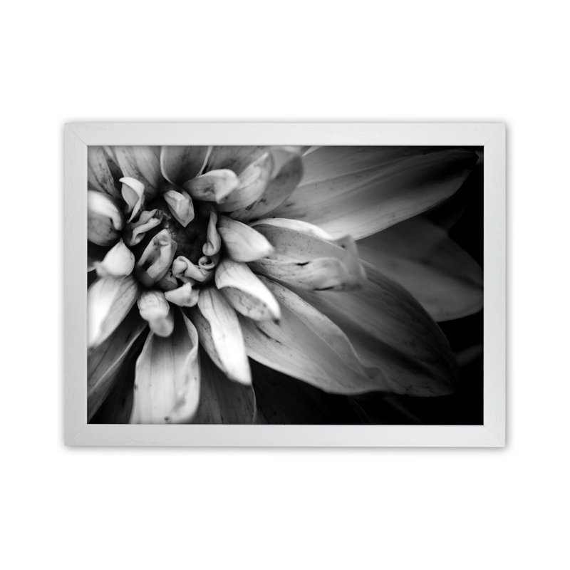 Flower Petals I by Victoria Frost - Print, White Framed, 64cm H x 88cm W x 3cm D