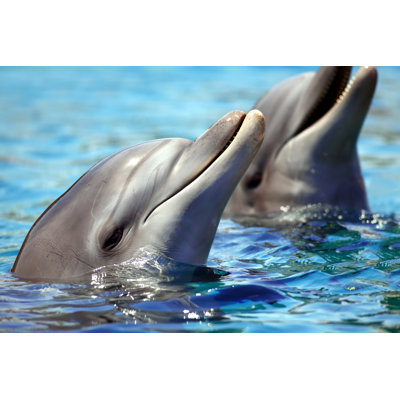 Dolphins in sea 94324849