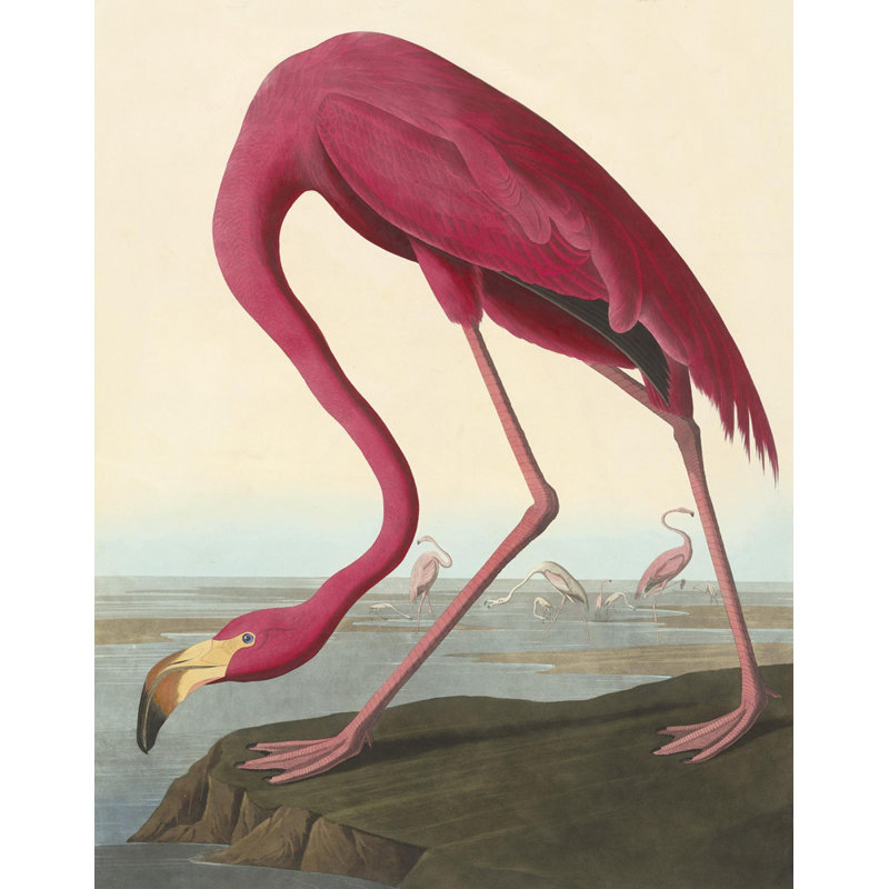 Flamant américain