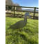 Enderlin Metal Animals Garden Stake