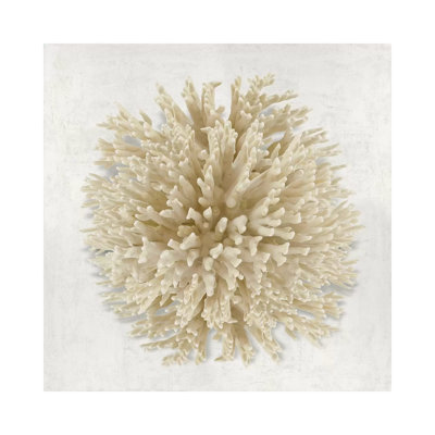 Coral Cream I by Caroline Kelly - Wrapped Canvas Print
