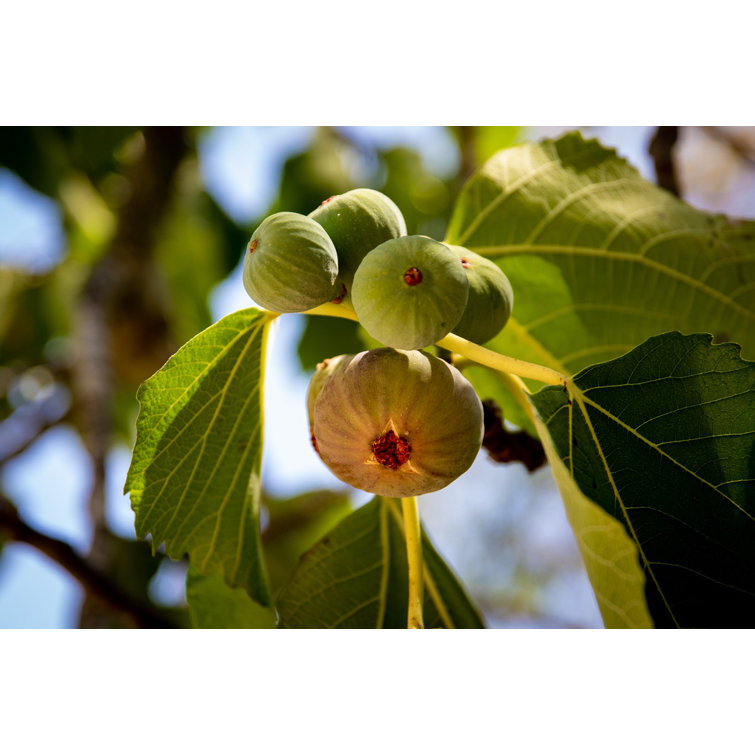 Edible Fig  Future Tree Health