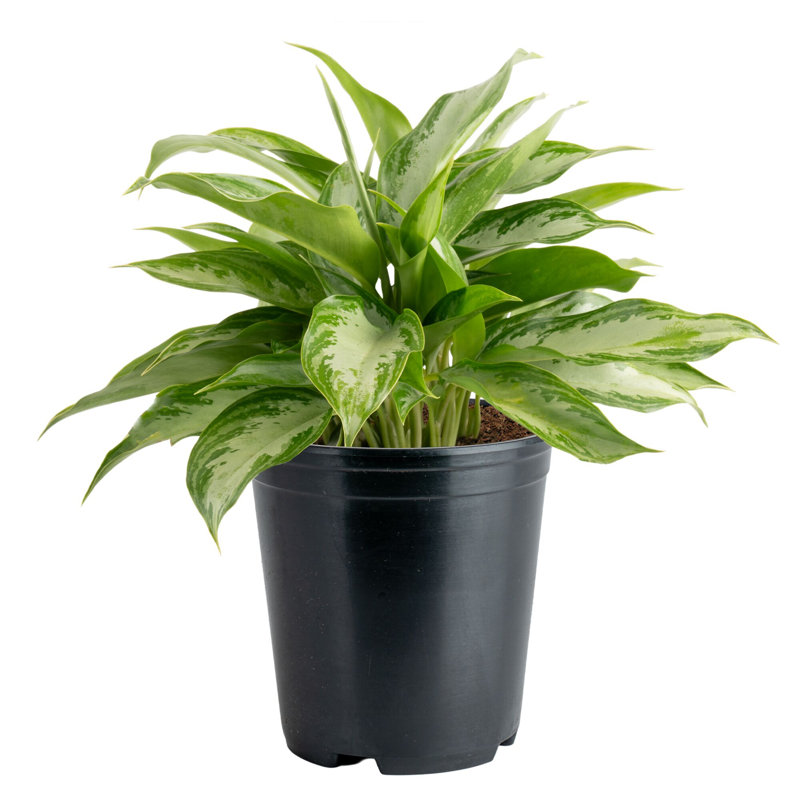 Costa Farms Indoor Siam Aurora Chinese Evergreen Aglaonema - Thumbnail 5