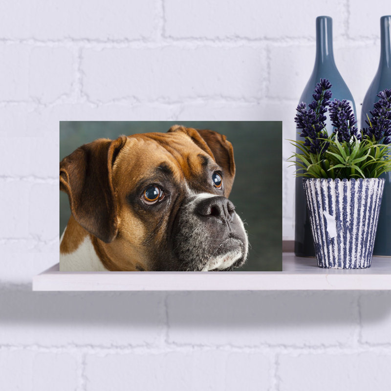 Studio Portrait Of Boxer Dog Abstract Contemporary Wall Art, H 12 po x l 18 po