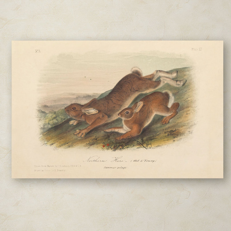 «Northern Hare» par John James Audubon, reproduction sur toile, H 22 po x l 32 po x P 2 po